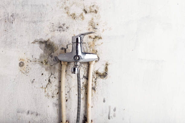 Best Mold Testing  in Batesburg Leesville, SC