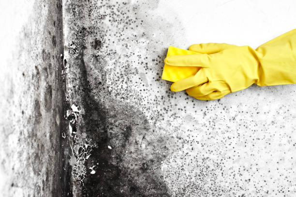 Best Residential Mold Removal  in Batesburg Leesville, SC