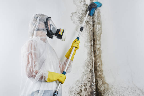Best Toxic Mold Removal  in Batesburg Leesville, SC