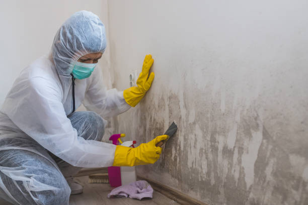 Best Mold Damage Repair  in Batesburg Leesville, SC