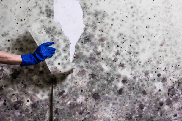 Best Best Mold Removal Companies  in Batesburg Leesville, SC