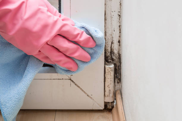Best Office Mold Removal Services  in Batesburg Leesville, SC